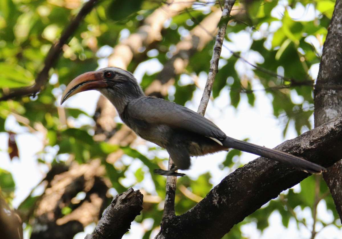 Malabar Gray Hornbill - ML615858989