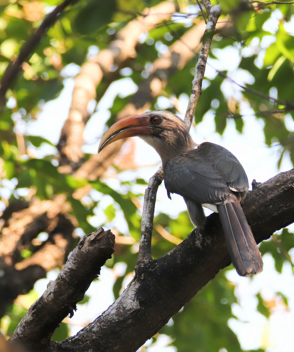 Malabar Gray Hornbill - ML615858990