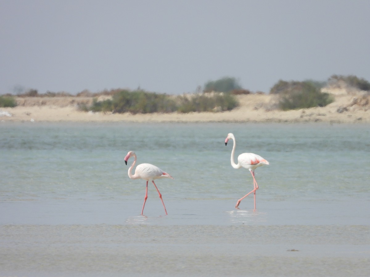 rosenflamingo - ML615859004