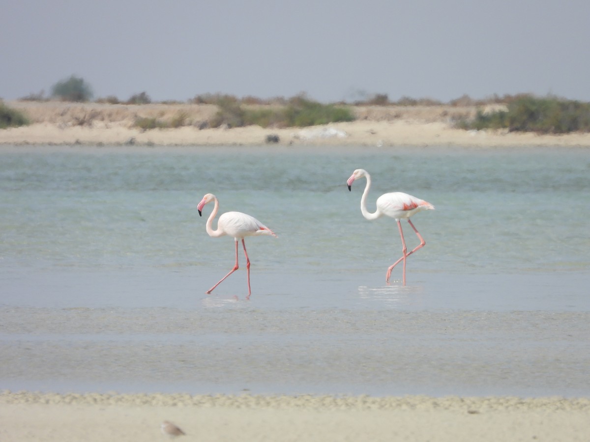 Greater Flamingo - Daria Vashunina