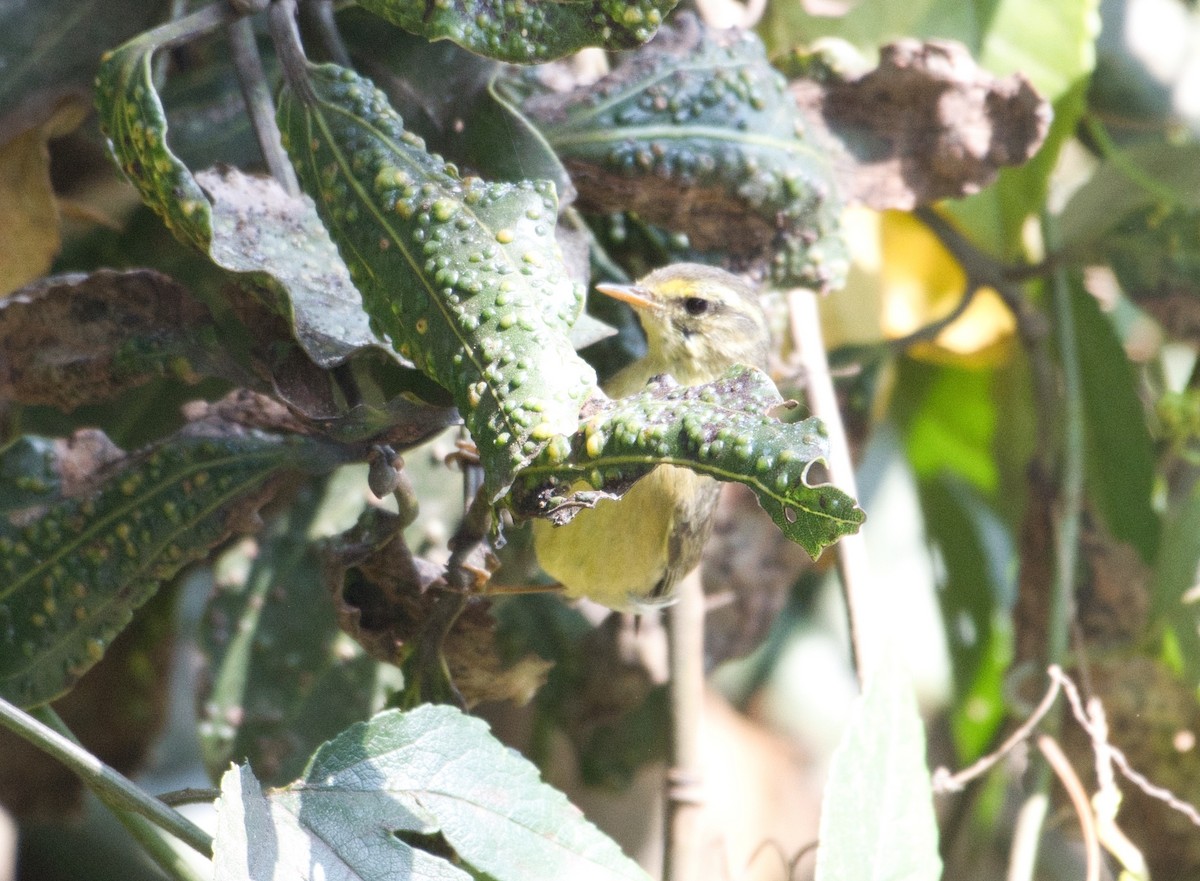 Tickell's Leaf Warbler - ashish  mahajan