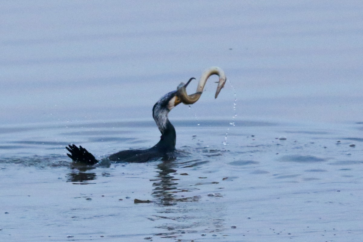 Great Cormorant - LALIT MOHAN BANSAL