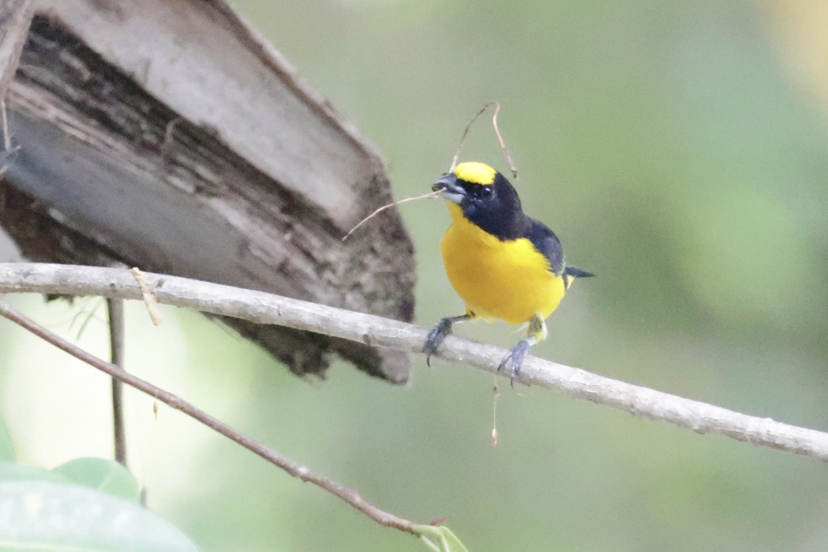 Thick-billed Euphonia - ML615859071
