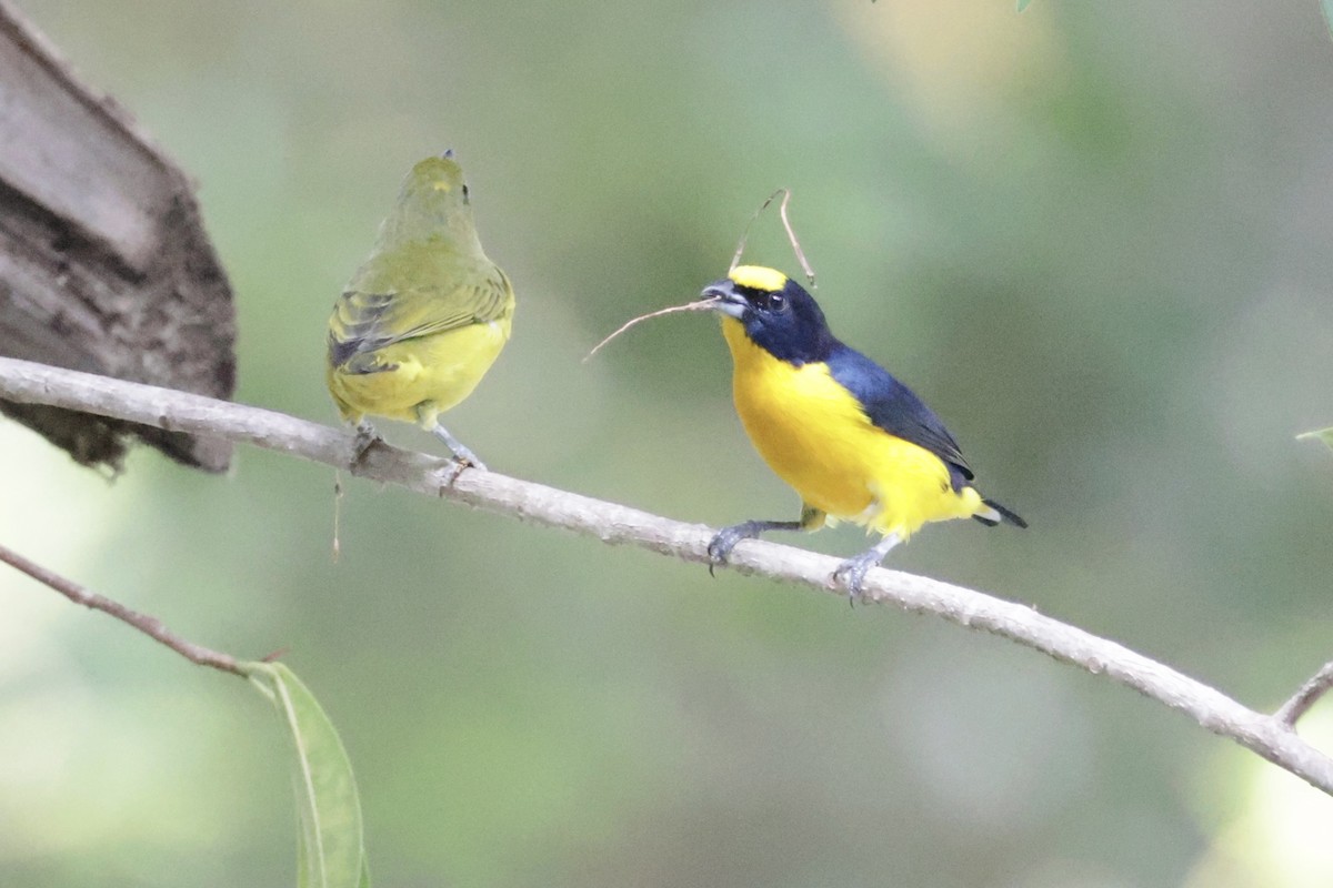Thick-billed Euphonia - ML615859072