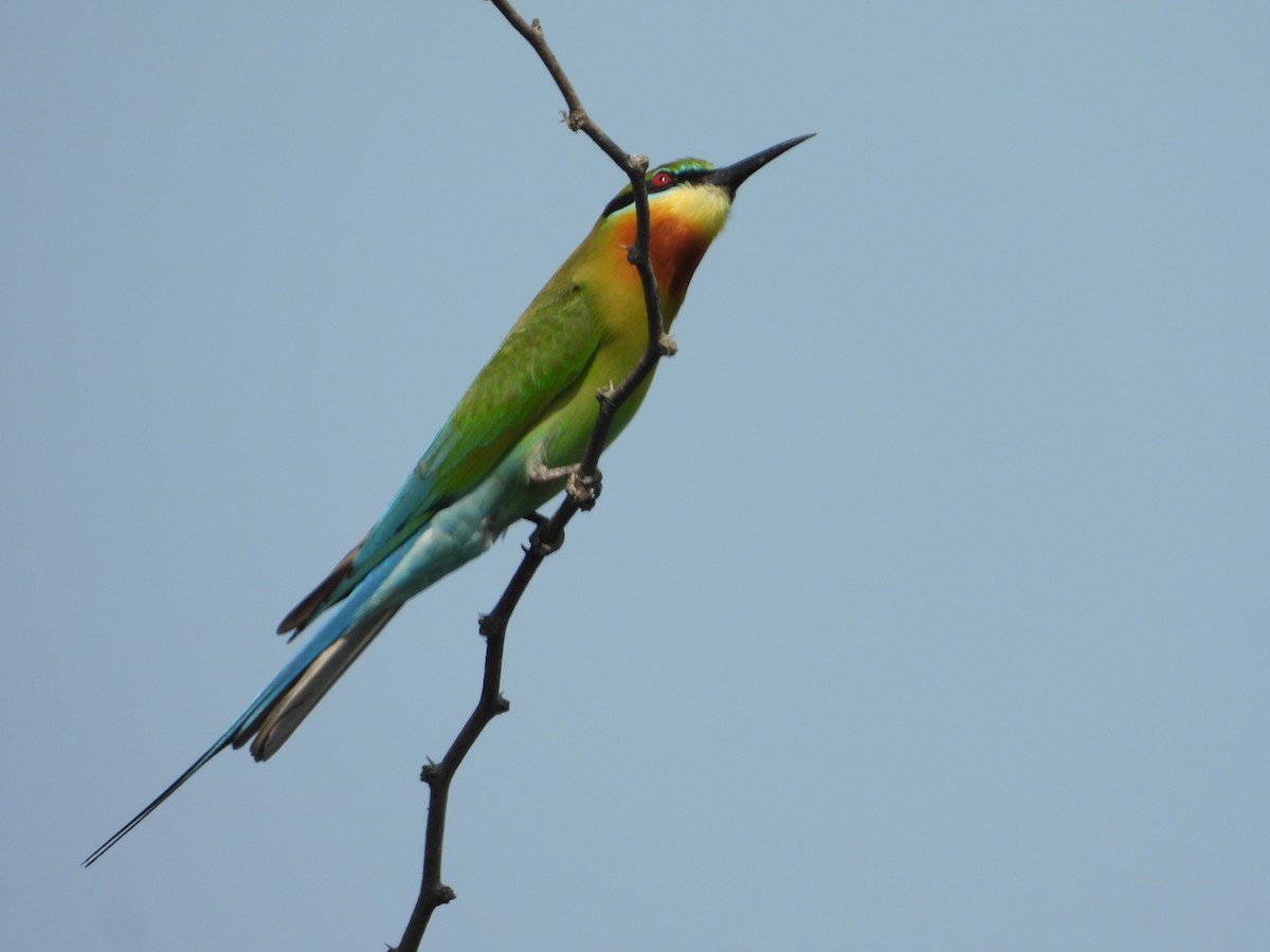 Blue-tailed Bee-eater - ML615859164