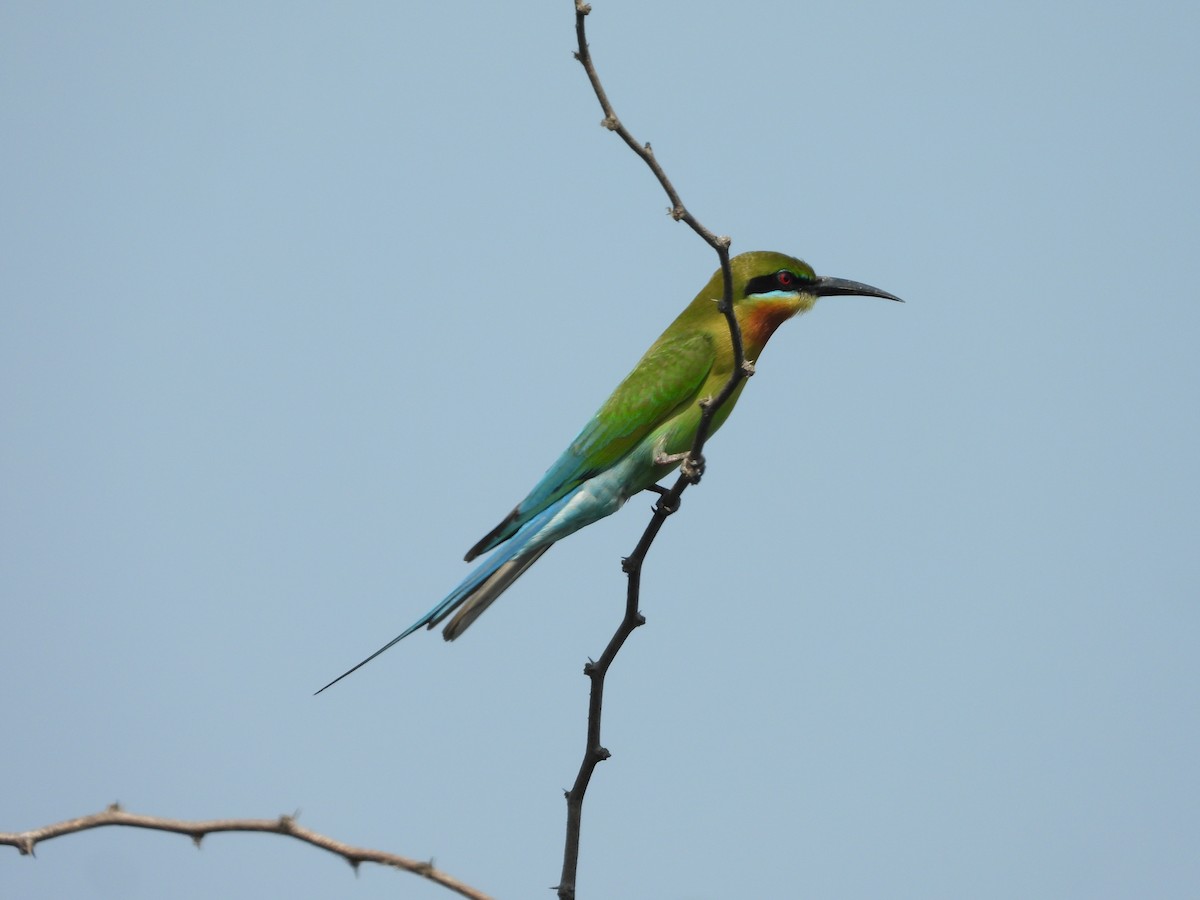 Blue-tailed Bee-eater - ML615859165