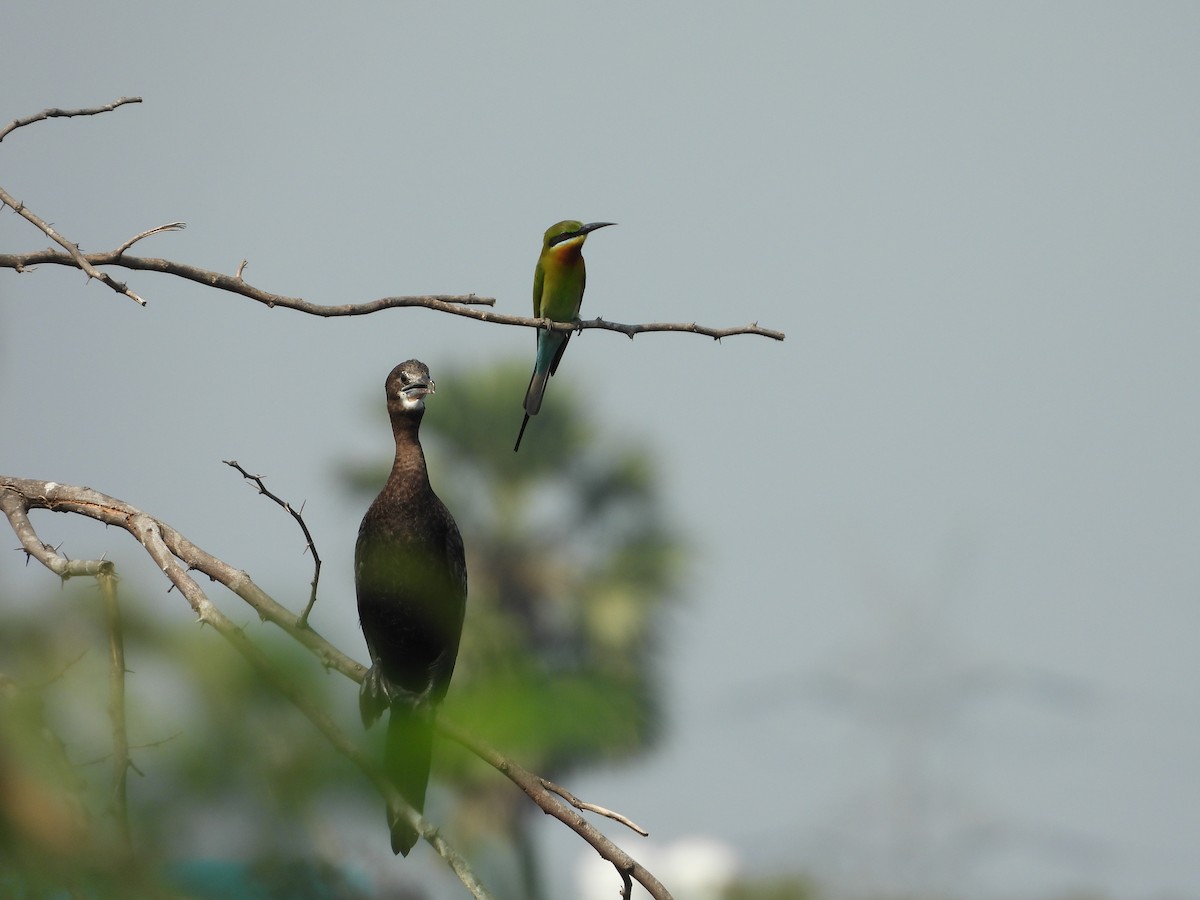Little Cormorant - Shanmuga Sundaram A