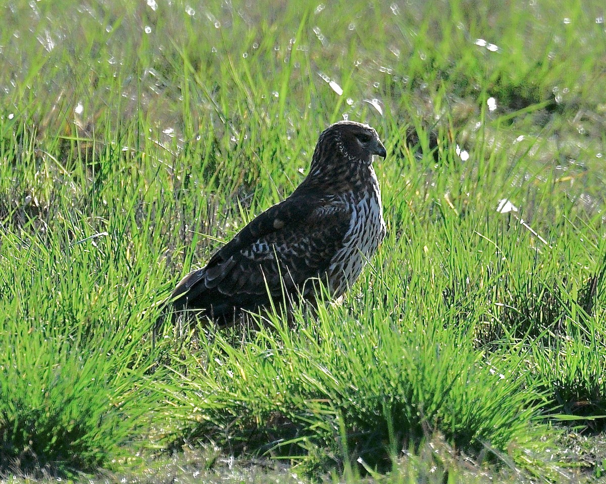 Northern Harrier - ML615859207