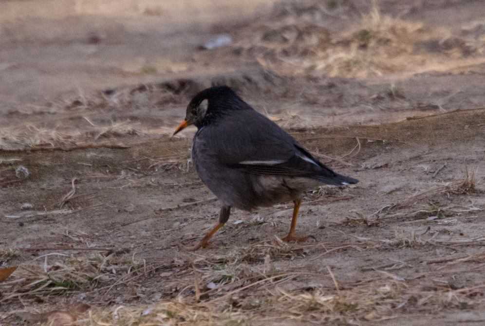 White-cheeked Starling - ML615859233