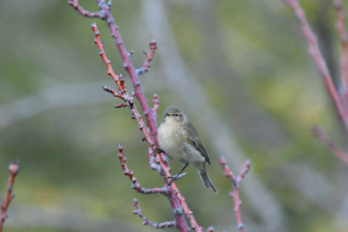 Common Chiffchaff - ML615859265