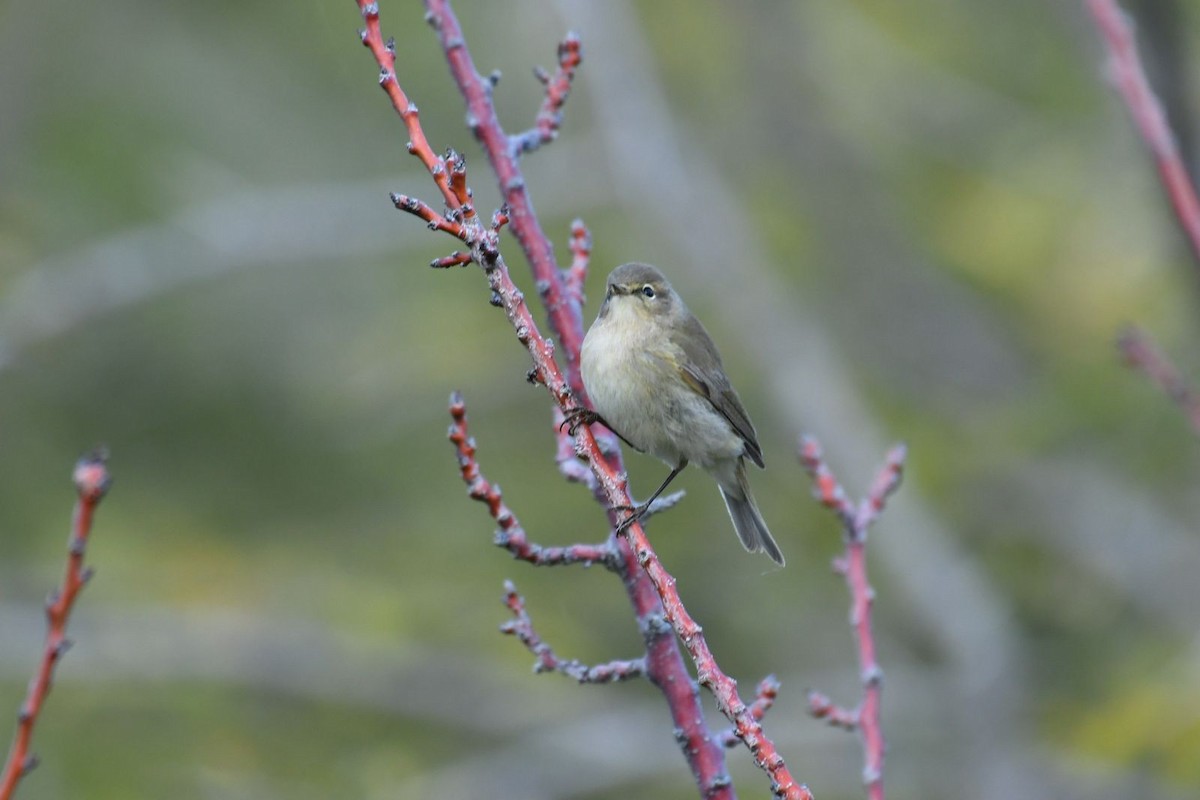 Mosquitero Común - ML615859267