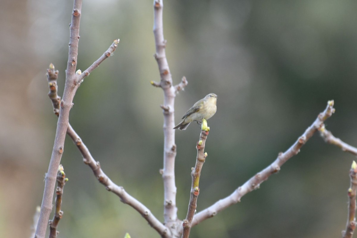 Common Chiffchaff - ML615859268