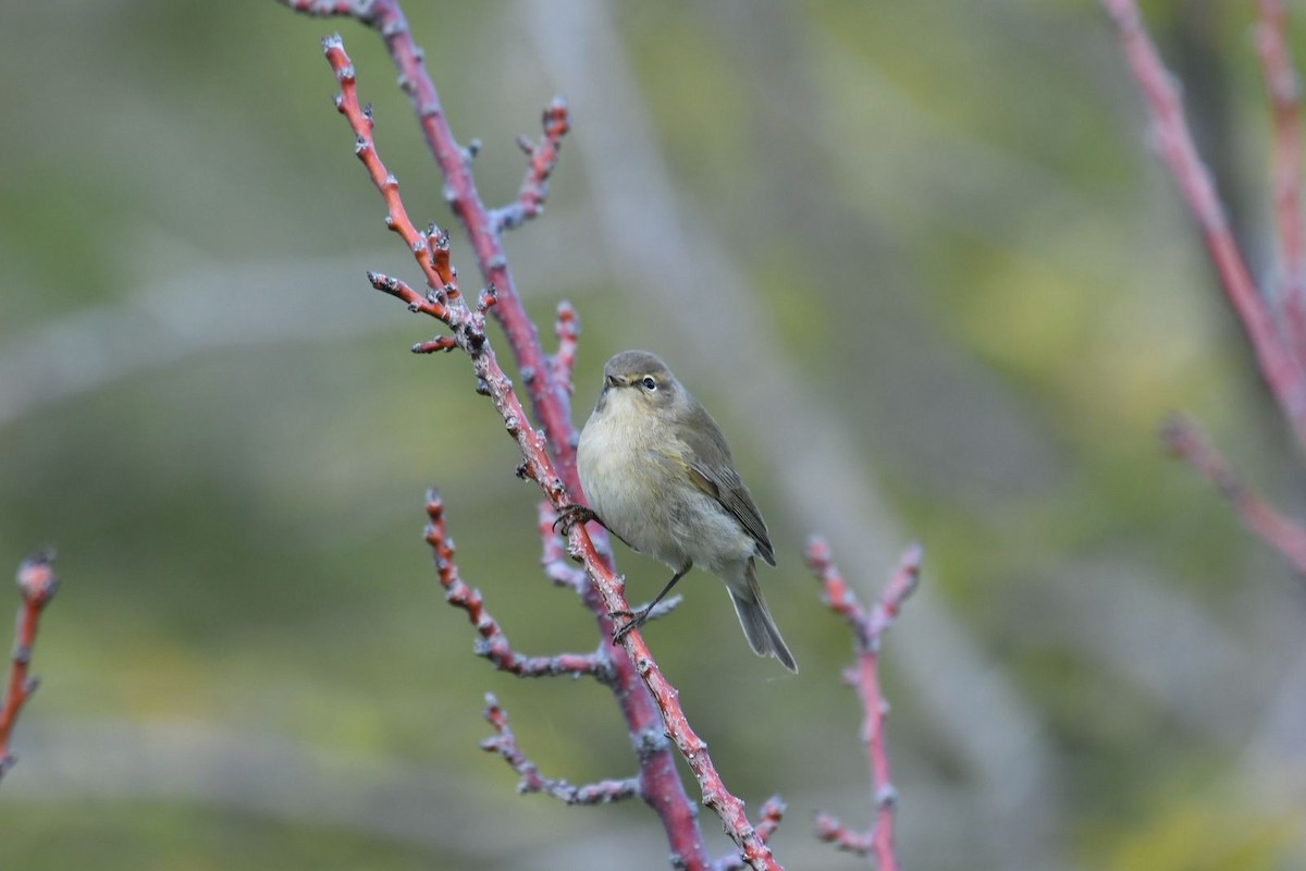 Common Chiffchaff - Netanel B