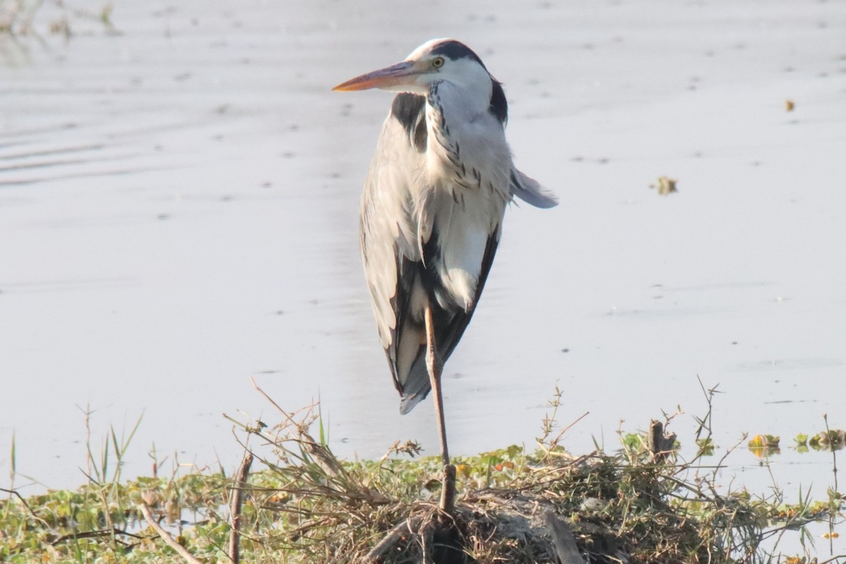 Gray Heron - Ajay Sarvagnam