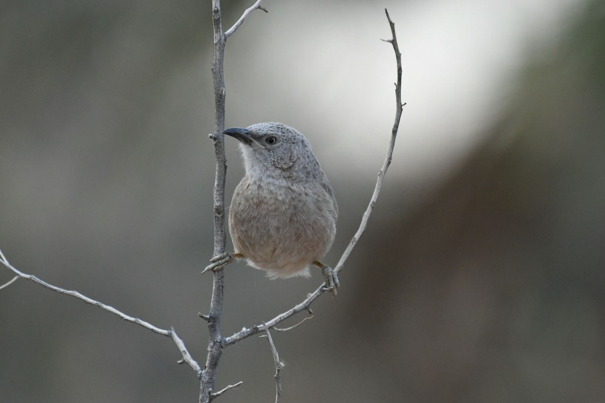 Arabian Babbler - Netanel B