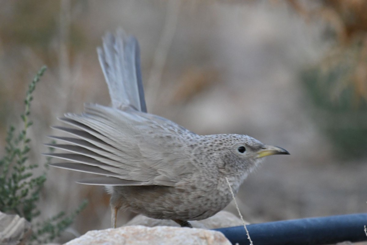 Arabian Babbler - Netanel B