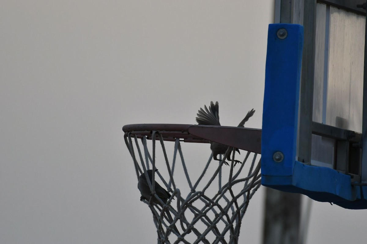 Arabian Babbler - Netanel B