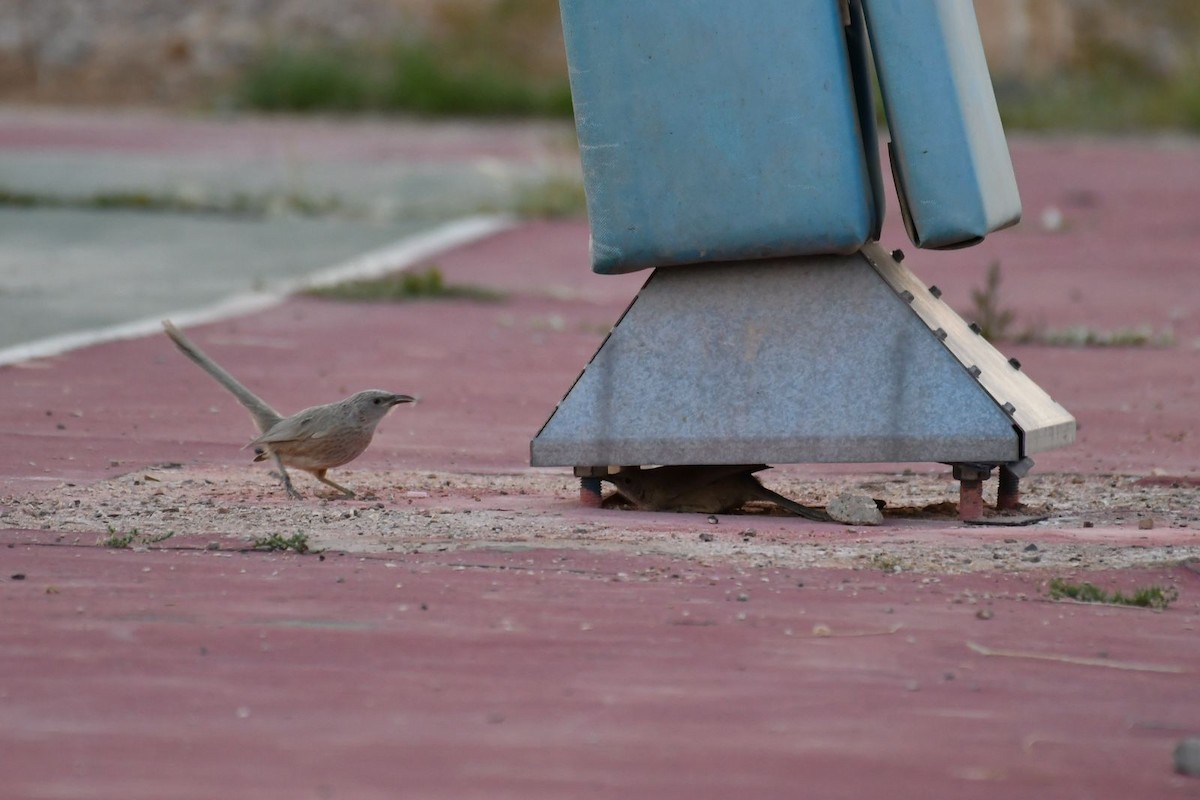 Arabian Babbler - Netanel B