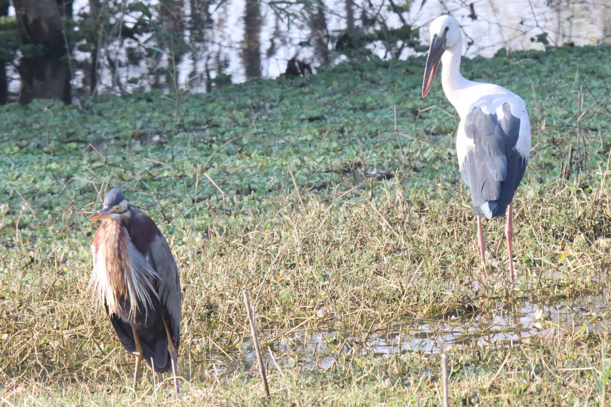 Purple Heron - Ajay Sarvagnam