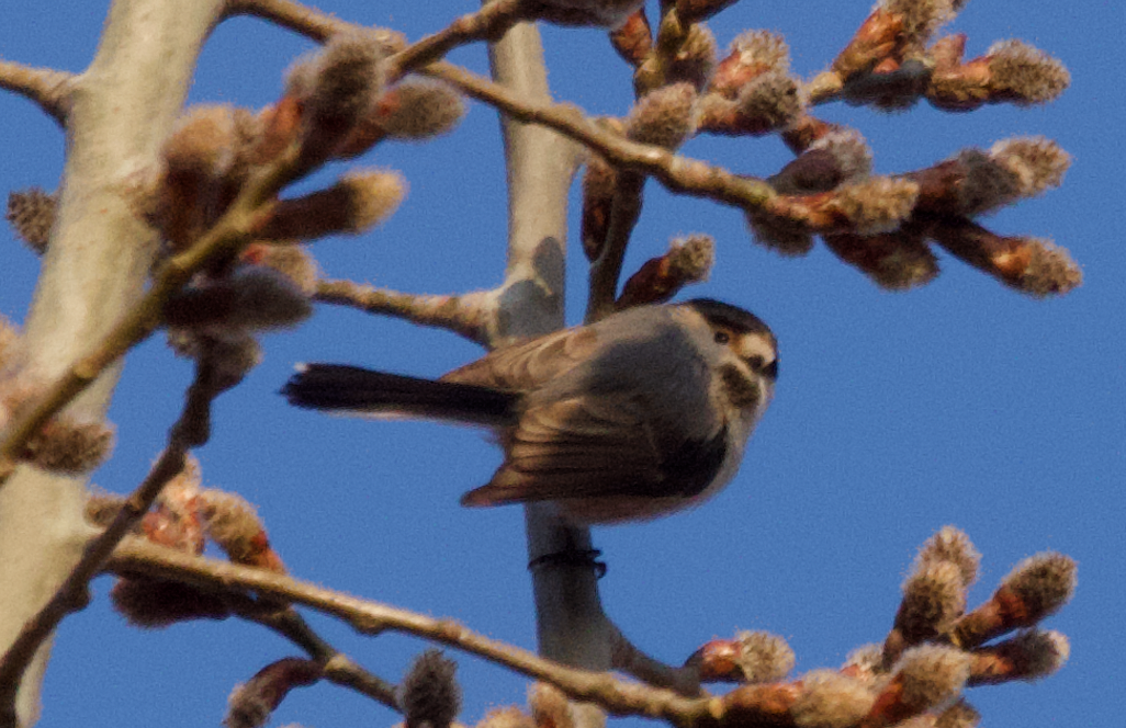 Silver-throated Tit - ML615859358