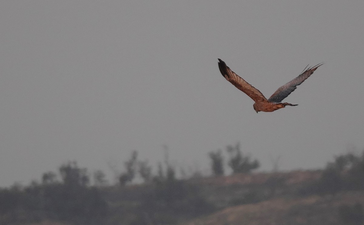 Spotted Harrier - ML615859368