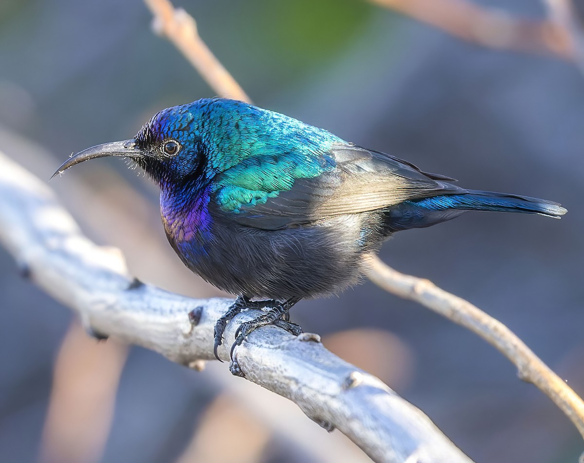 Palestine Sunbird - Jeremy Koloski