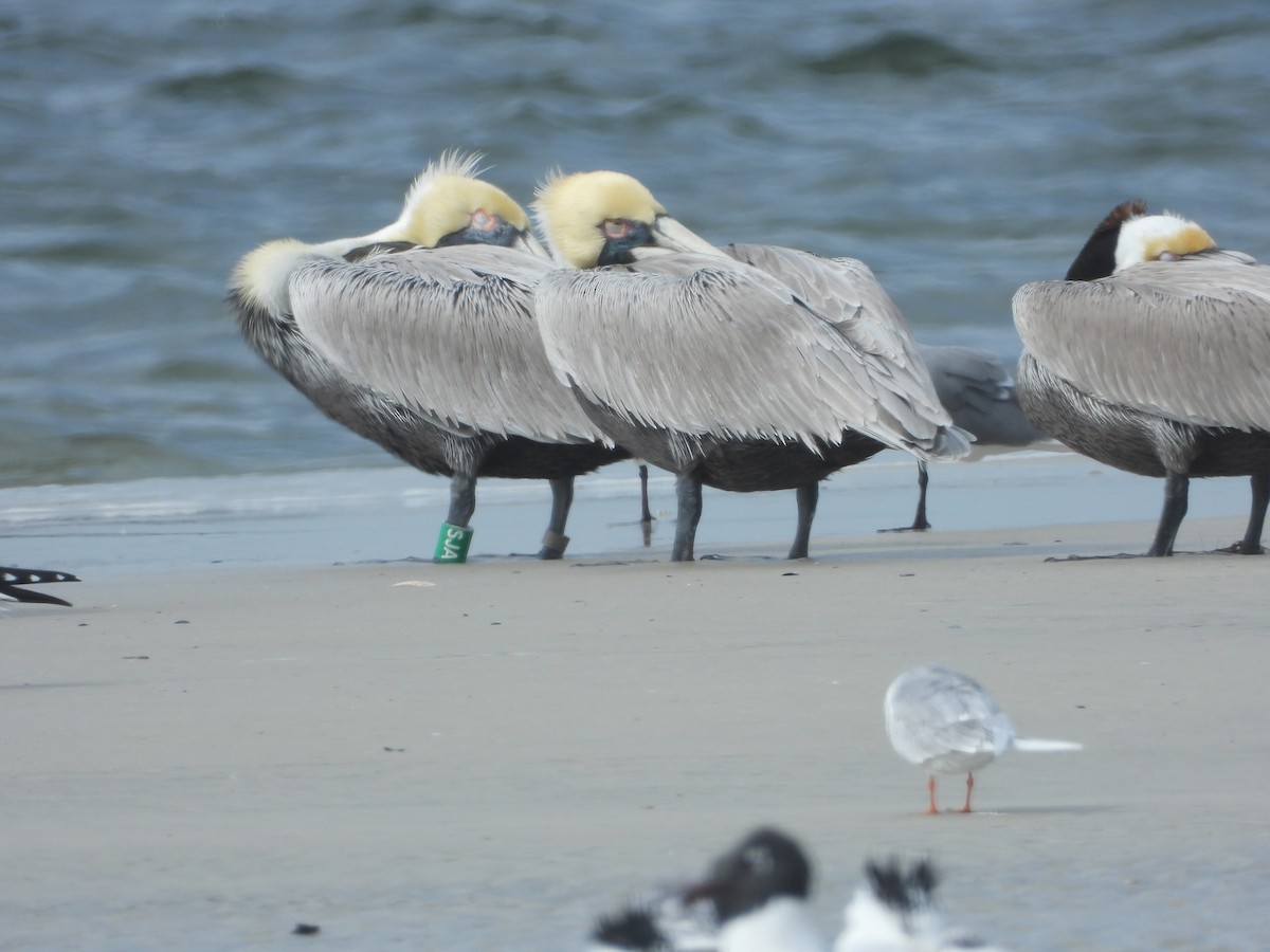 Brown Pelican - ML615859386