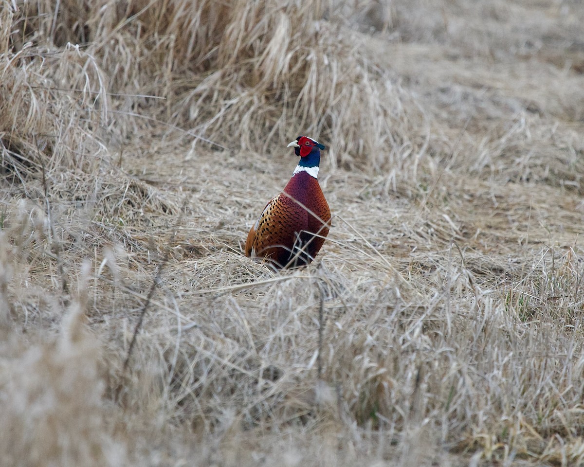 Ring-necked Pheasant - Jon Cefus