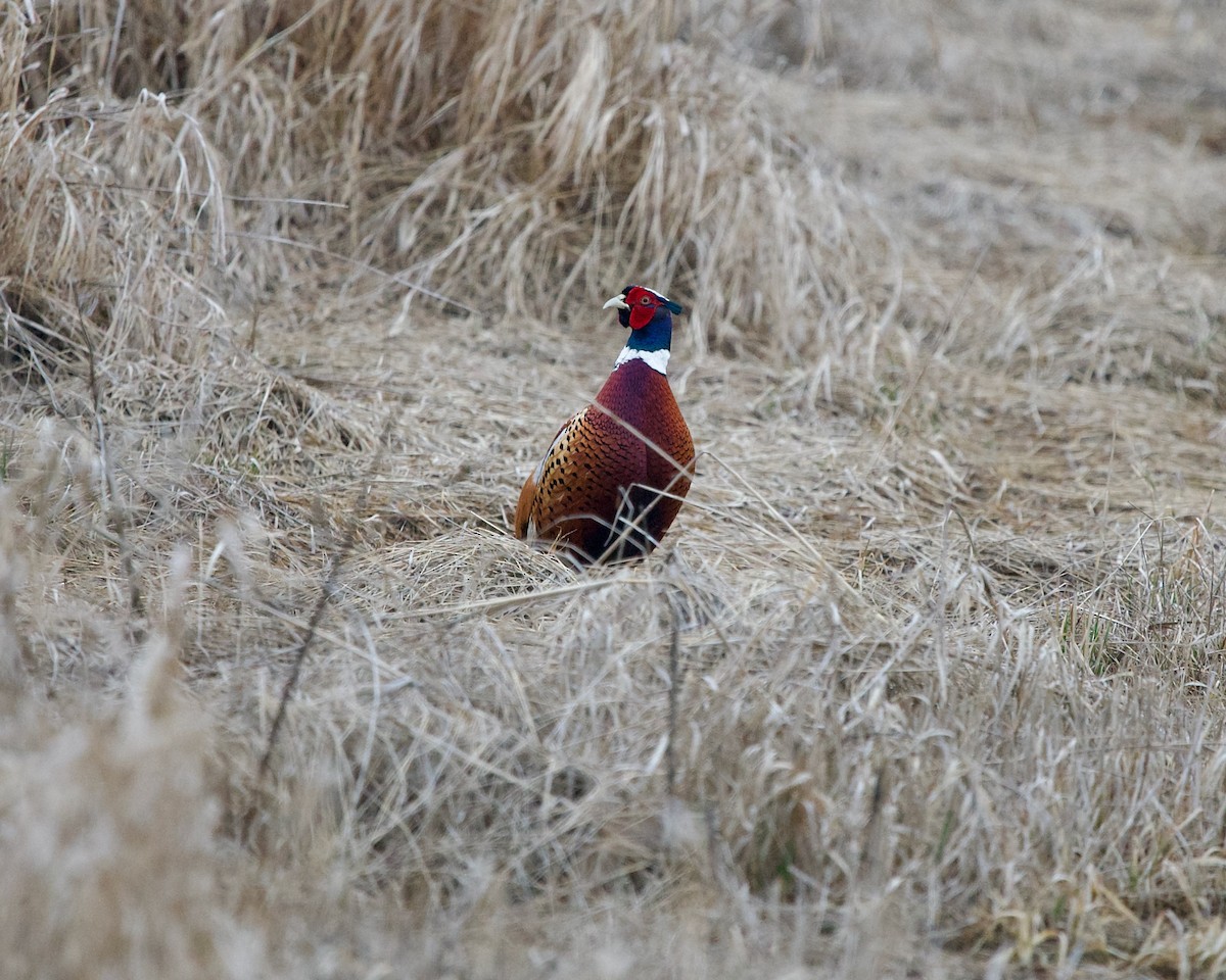 Ring-necked Pheasant - ML615859429