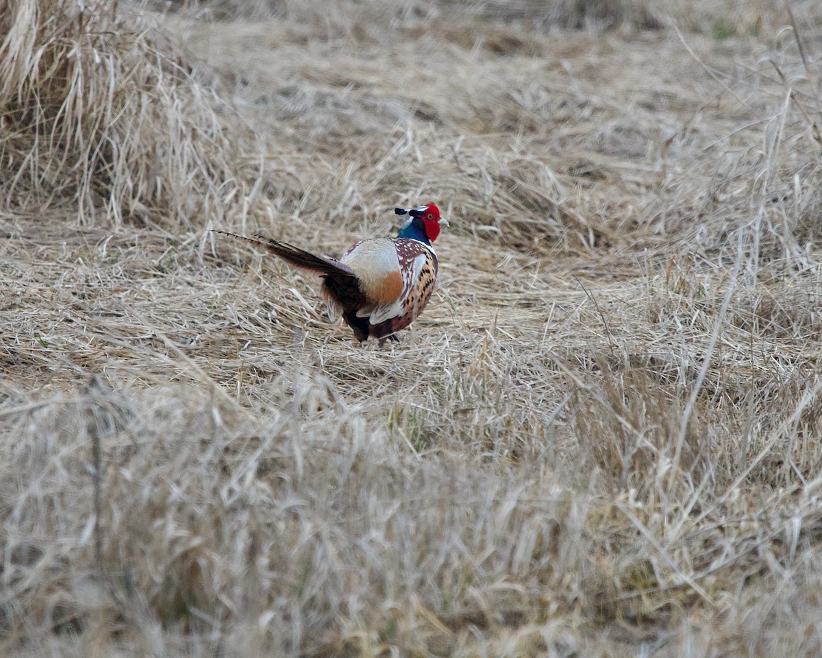 Ring-necked Pheasant - Jon Cefus