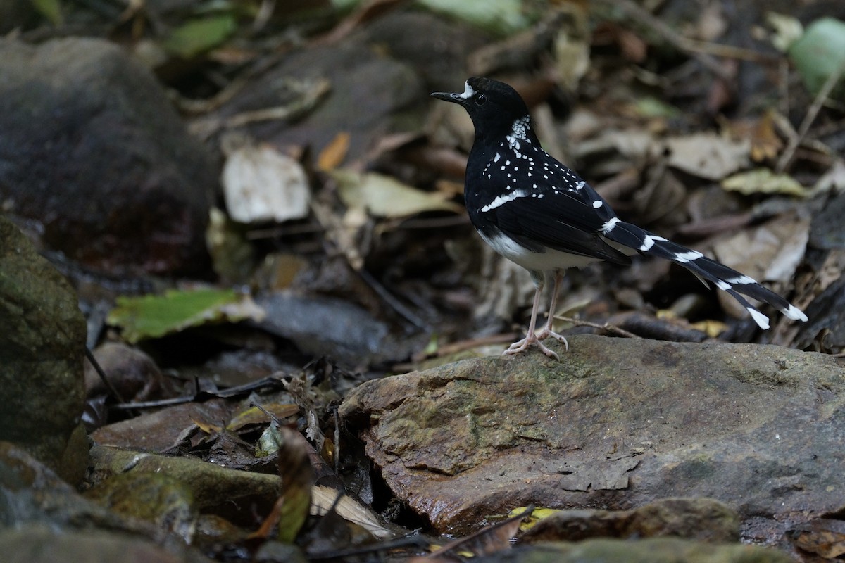 Spotted Forktail - ML615859431