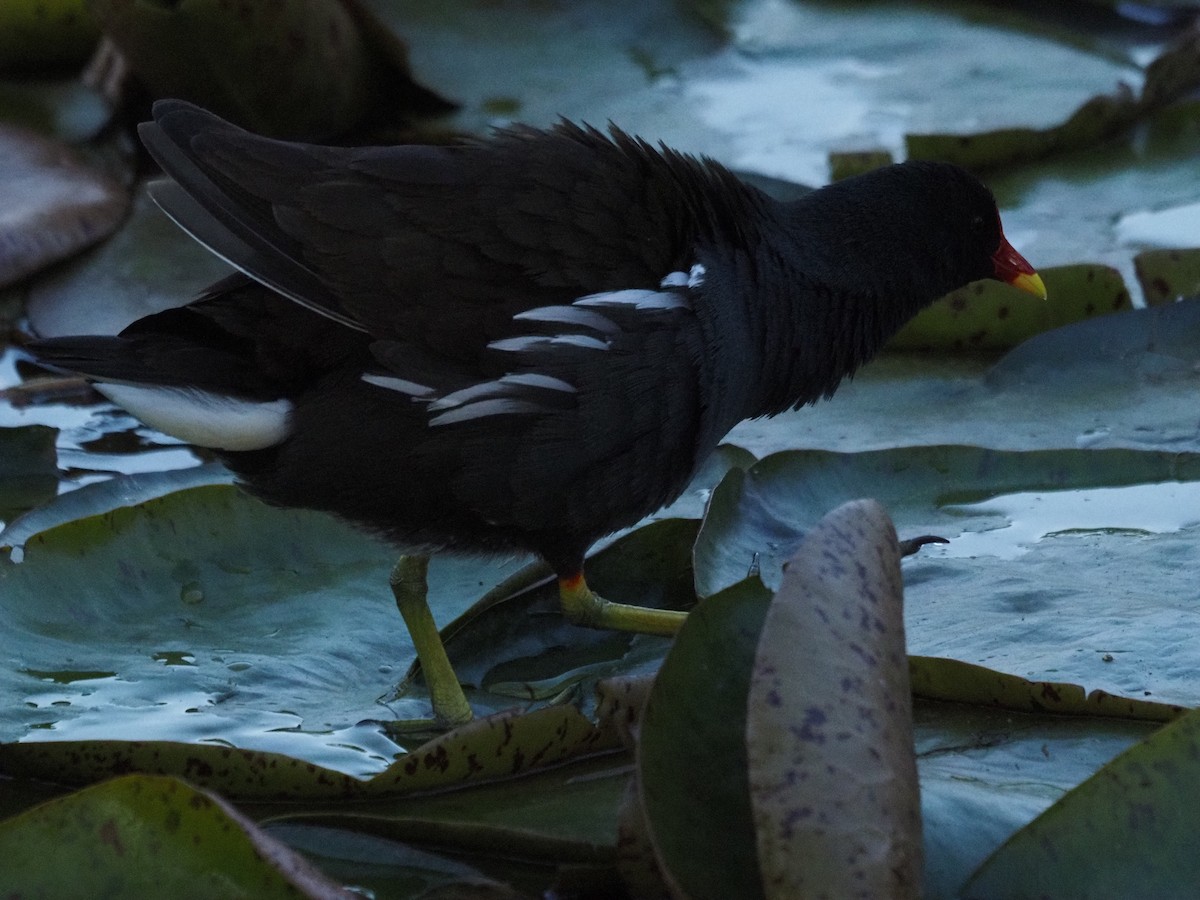 Eurasian Moorhen - ML615859436