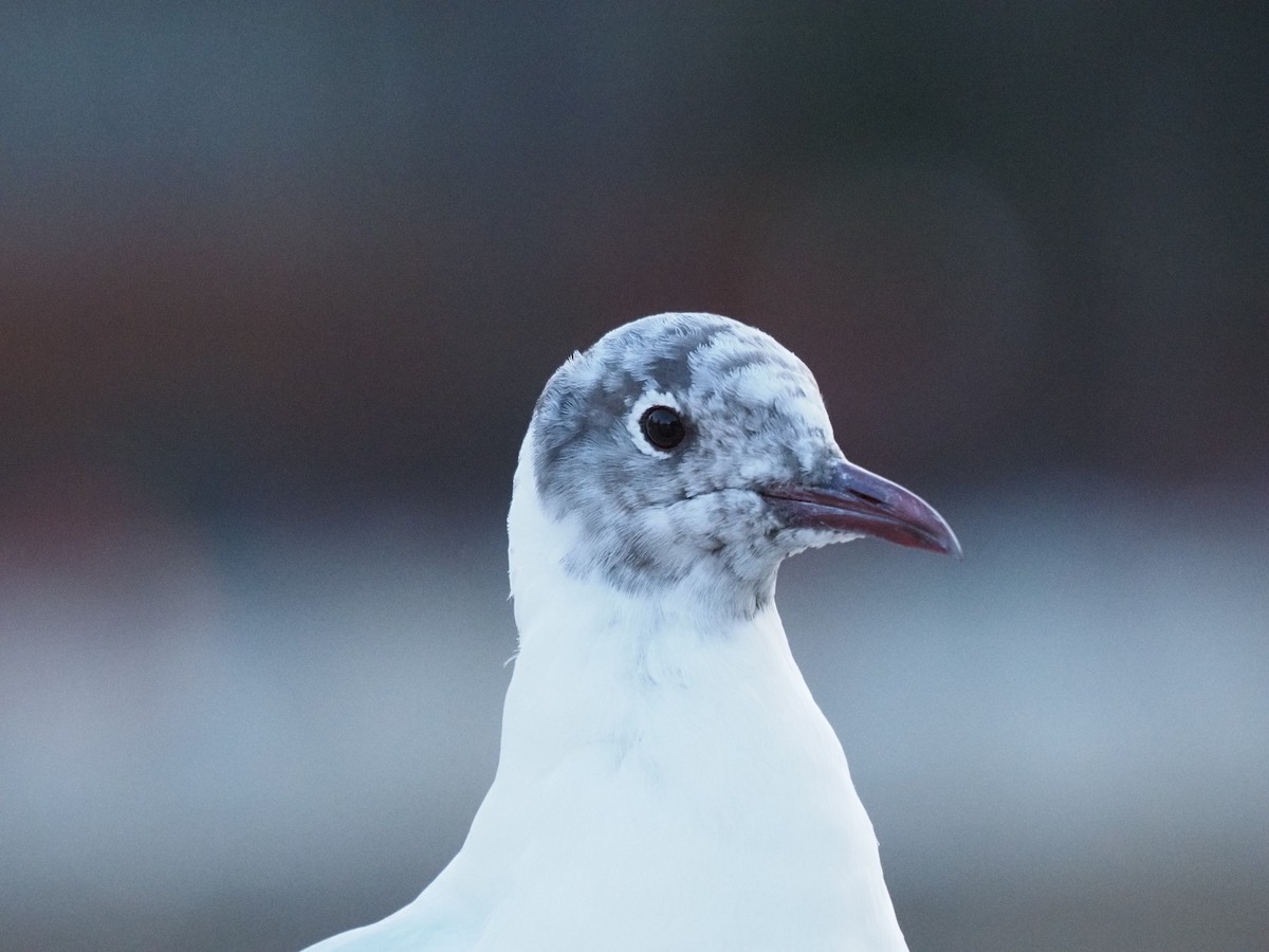 Black-headed Gull - ML615859440