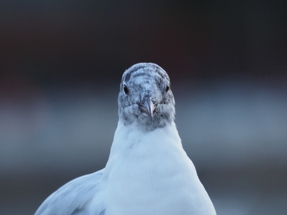 Black-headed Gull - ML615859441