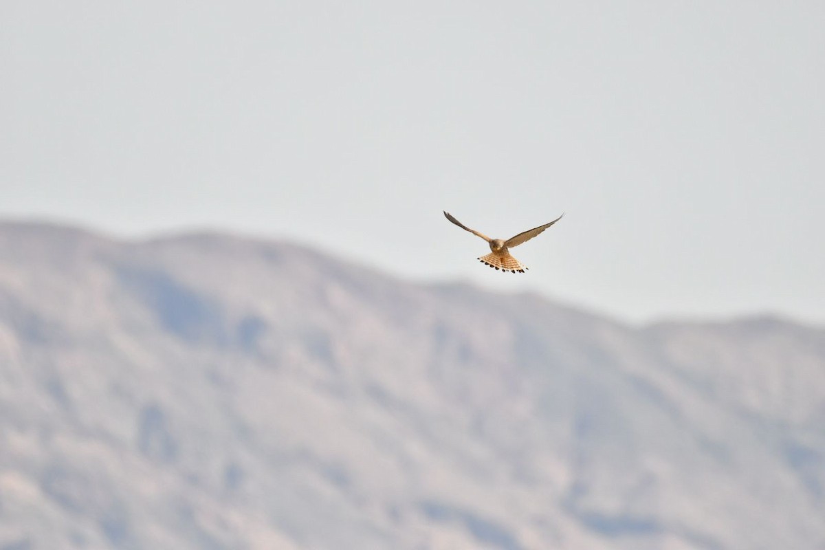 Eurasian Kestrel - ML615859455