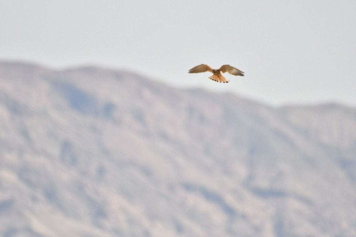 Eurasian Kestrel - ML615859457