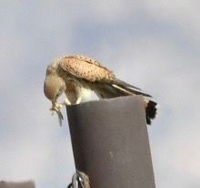 Eurasian Kestrel - ML615859458