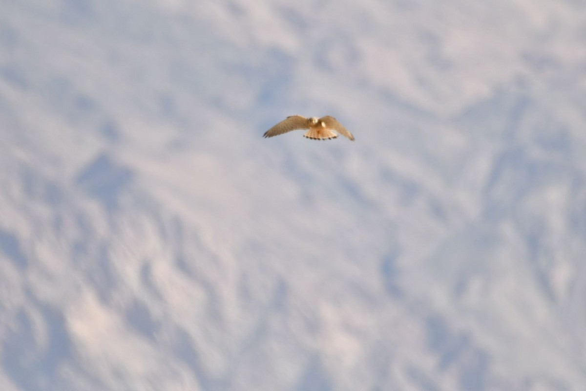 Eurasian Kestrel - Netanel B