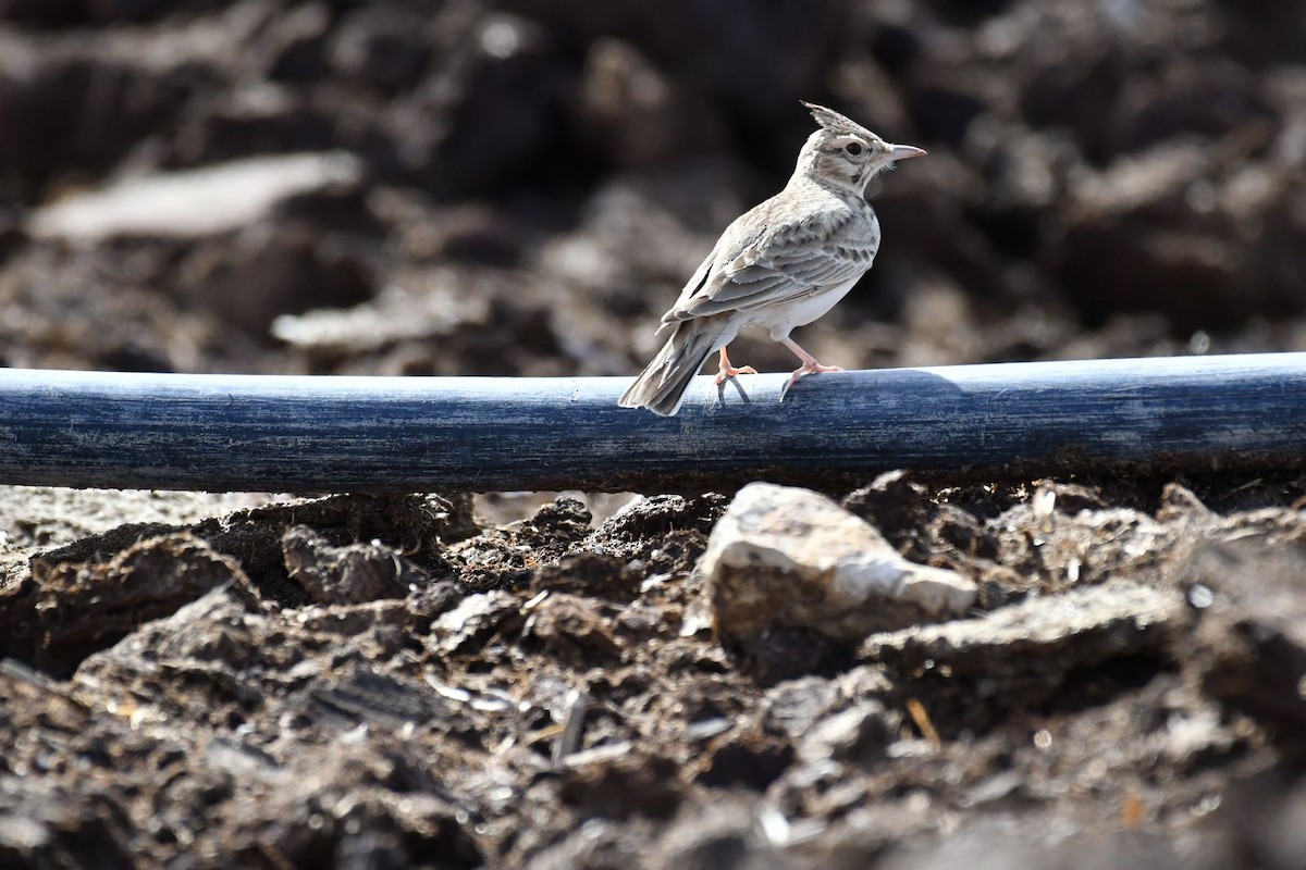 Crested Lark - ML615859469