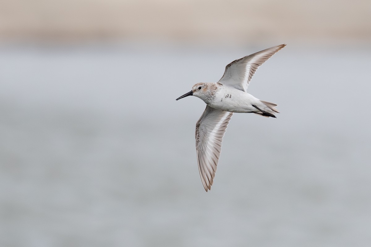 Dunlin - Anonymous