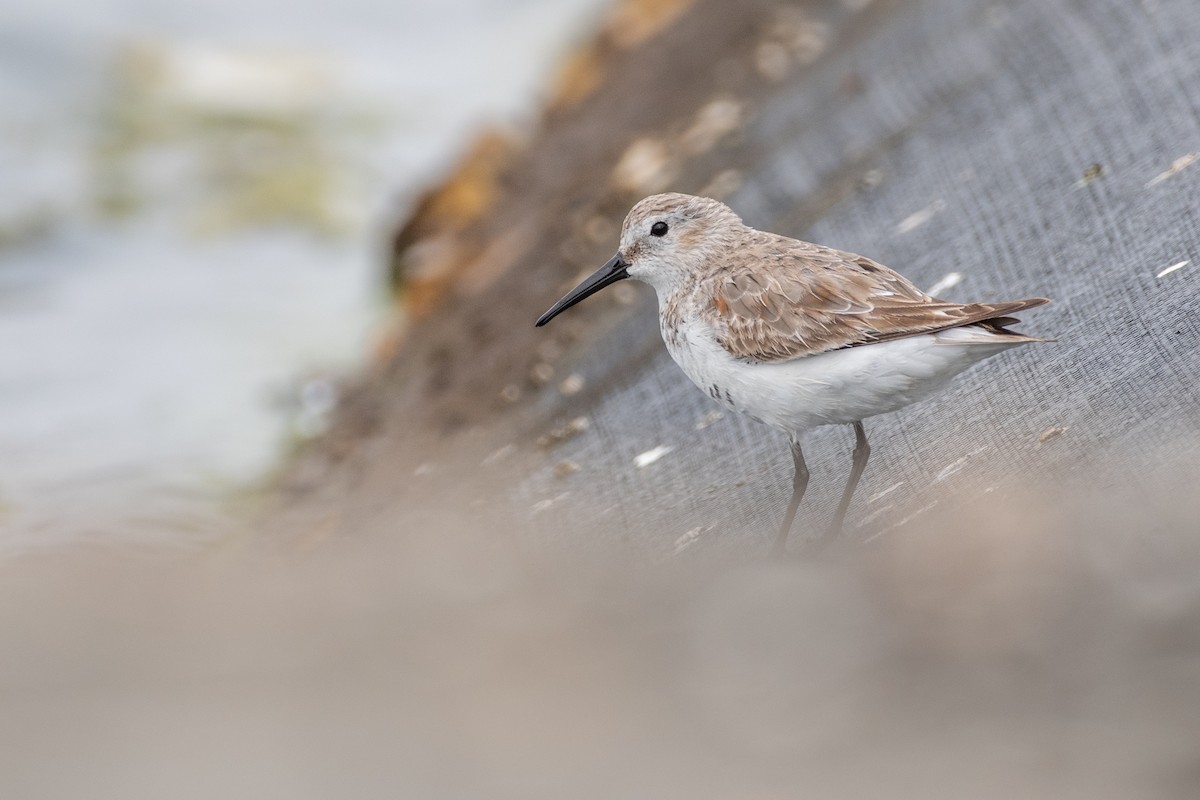 Dunlin - Anonymous