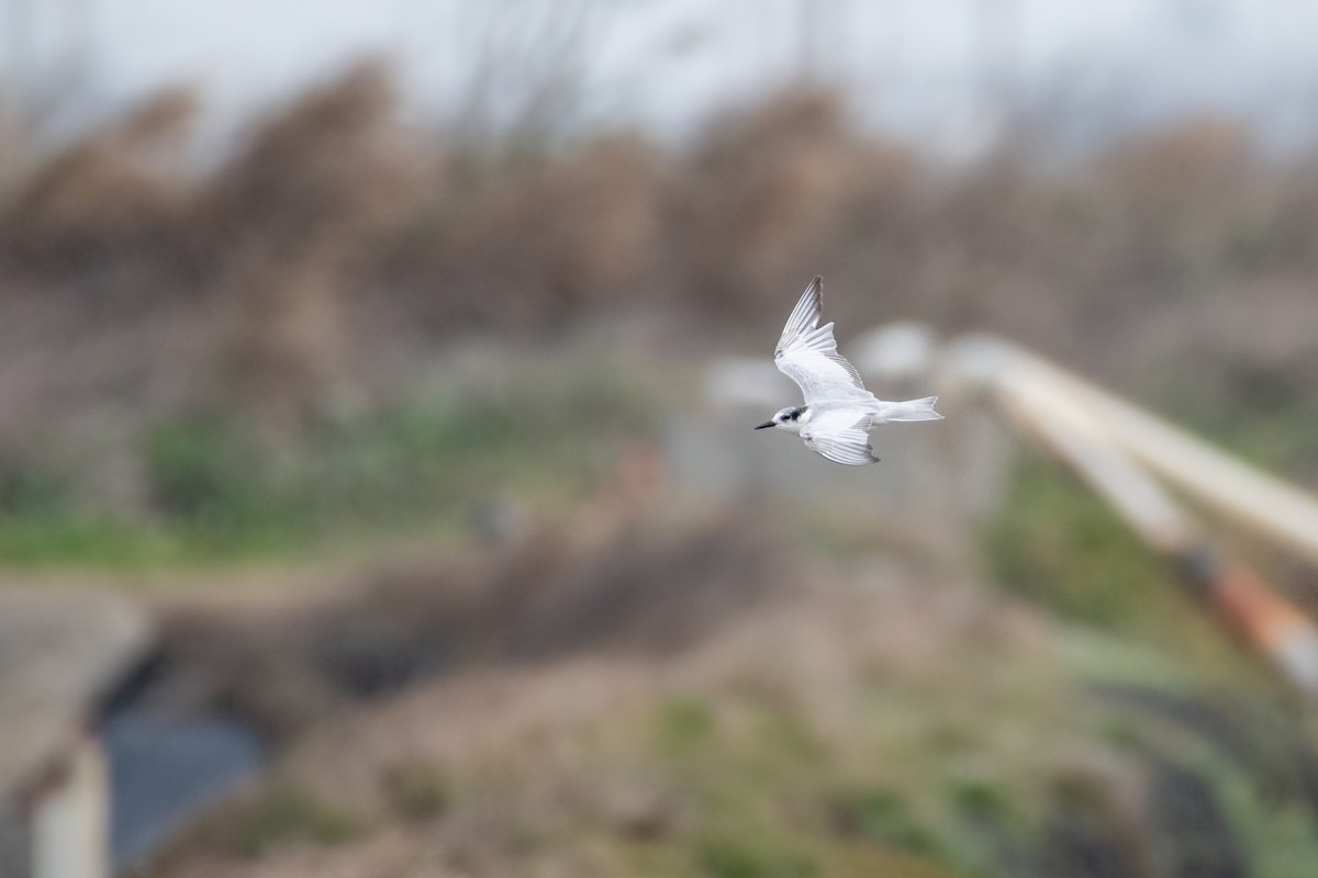 Whiskered Tern - Anonymous