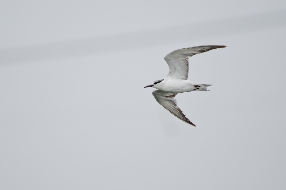 Whiskered Tern - Anonymous