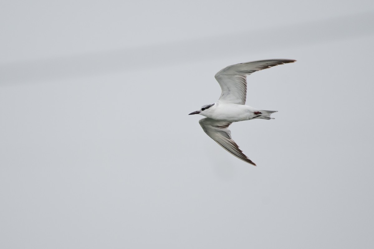 Whiskered Tern - ML615859481