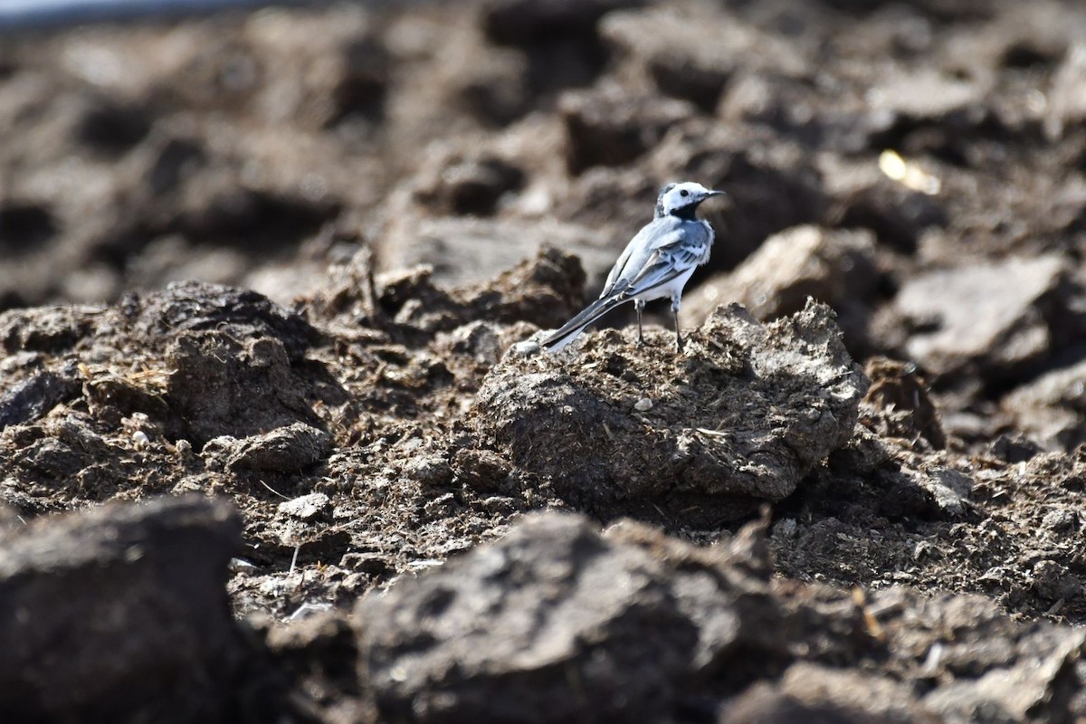 White Wagtail - ML615859483