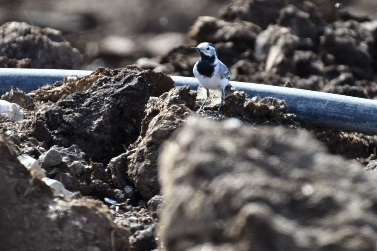 White Wagtail - ML615859484