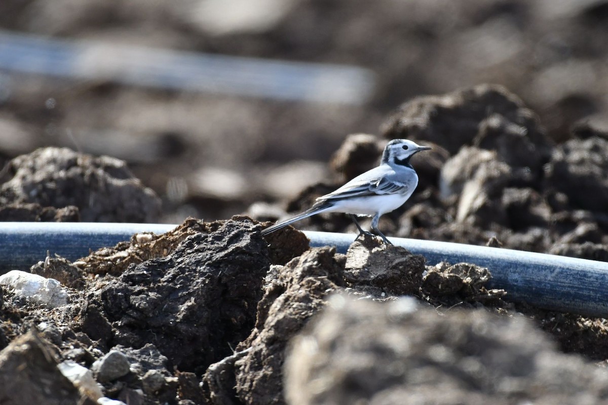 White Wagtail - ML615859485