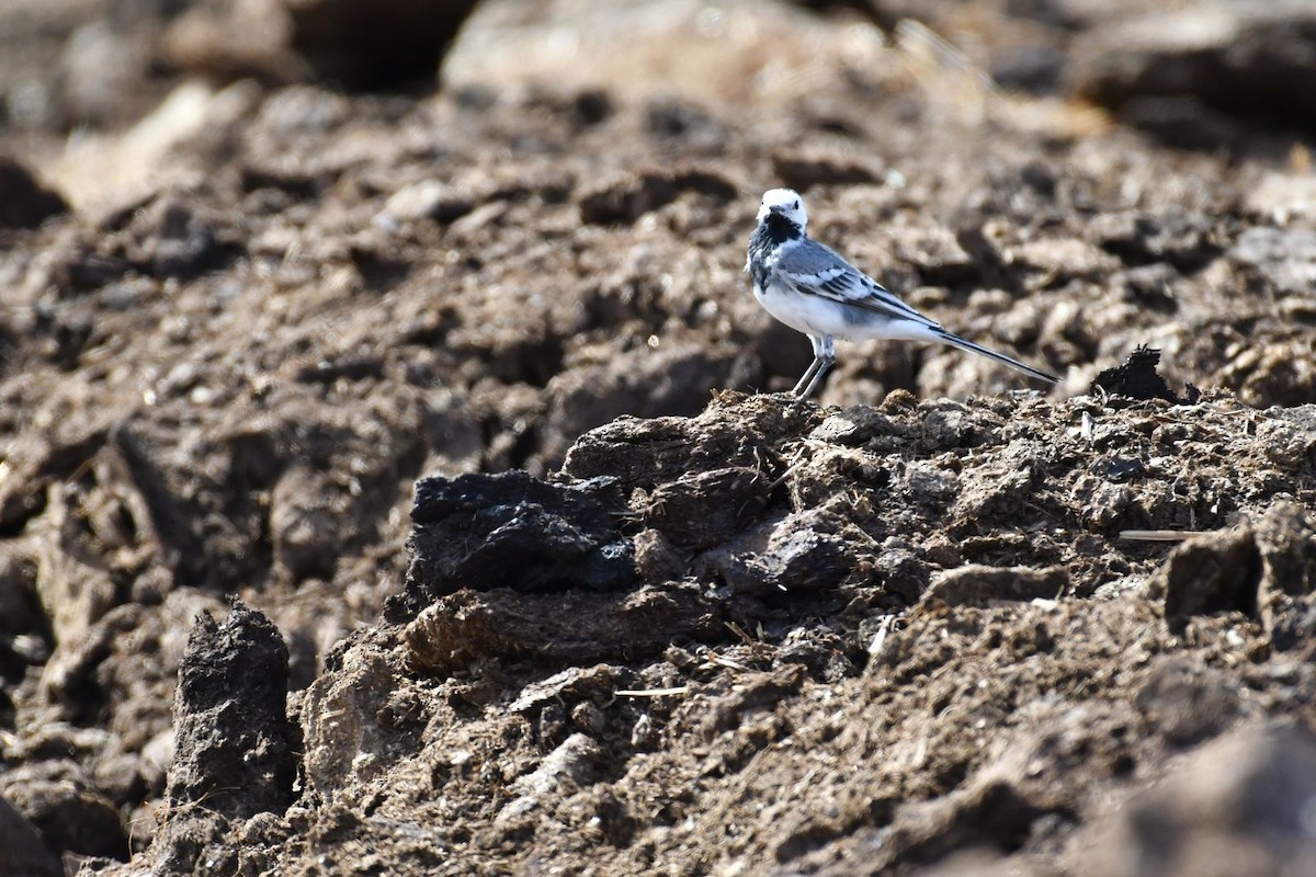 White Wagtail - ML615859486