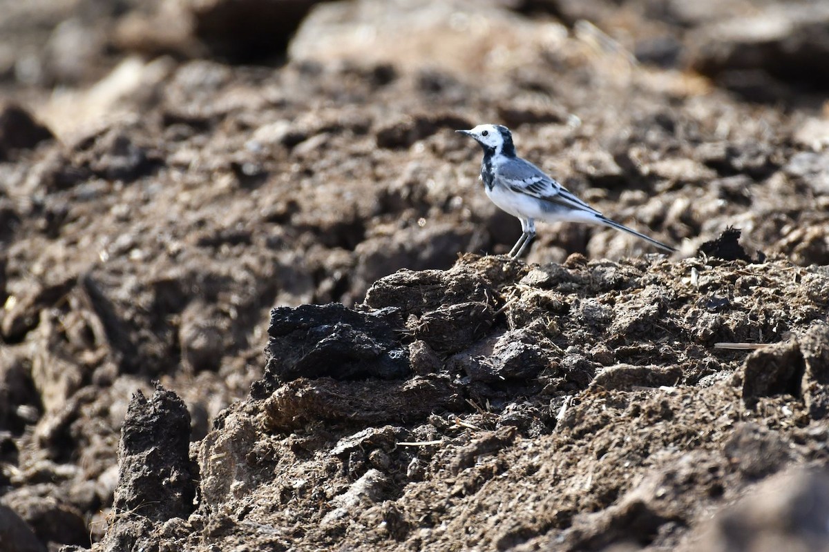 White Wagtail - ML615859488