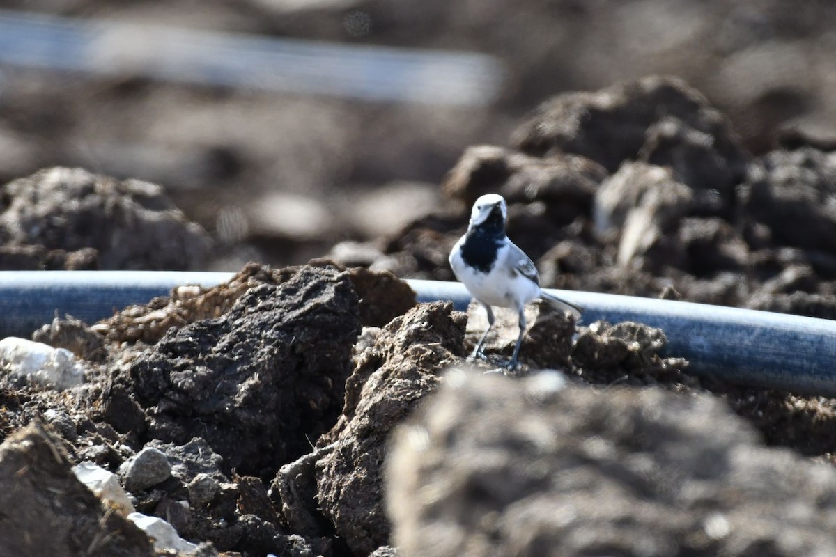 White Wagtail - ML615859489